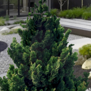 Кипарисовик тупий 'Rigid Dwarf'